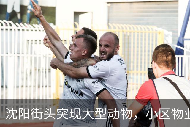 沈阳街头突现大型动物，小区物业：疑似野猪，应该还路过了很多小区，多方正寻找处置